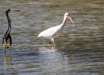 Qué indemnización corresponde a interinos de más de 10 años