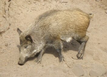 Pasos decisivos para gestionar multas y sus recursos legales