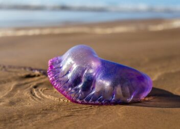 Cómo preparar una demanda según seas funcionario interino o personal laboral temporal