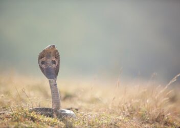 ¿Cuánto cobra un abogado por una reclamación de sobrecoste en neumáticos?